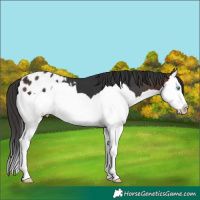 Horse Color:Brown Splash Appaloosa