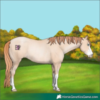 Horse Color:Amber Champagne Pearl Rabicano 