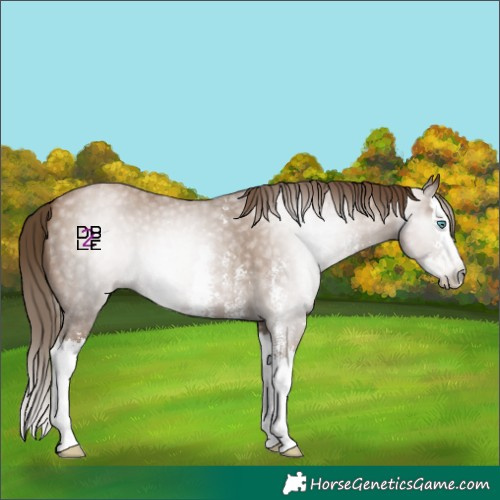 Horse Color:Gray Black Pearl Sabino Splash 
