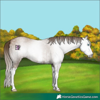 Horse Color:Gray Black Pearl Sabino Splash 