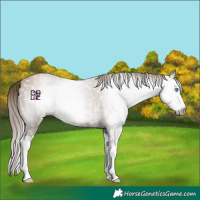 Horse Color:Gray Black Pearl Sabino Splash 
