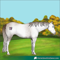 Horse Color:Gray Black Pearl Sabino Splash