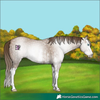 Horse Color:Gray Black Pearl Sabino Splash