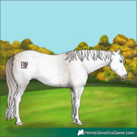 Horse Color:Gray Black Pearl Sabino Splash 