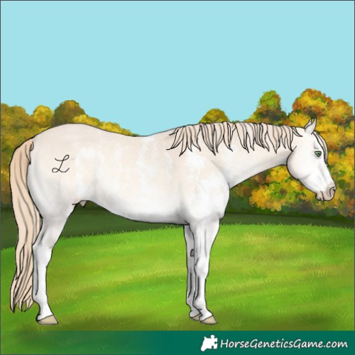 Horse Color:Perlino Onyx Sabino 