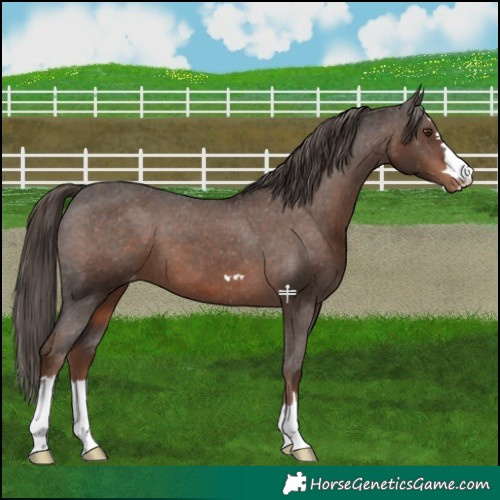 Horse Color:Liver Chestnut Appaloosa 