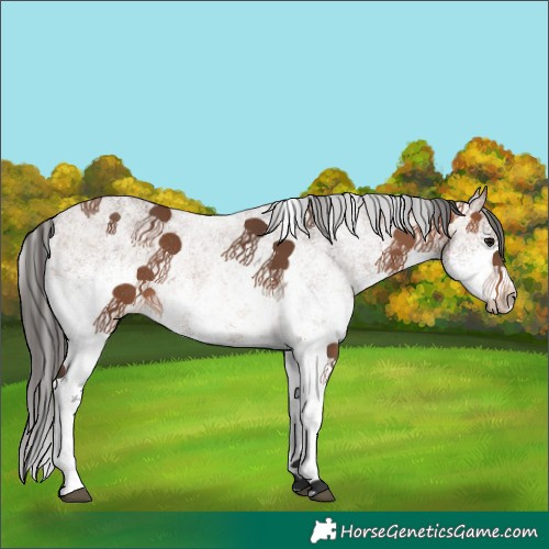 Horse Color:White Spotted Bay Rabicano 