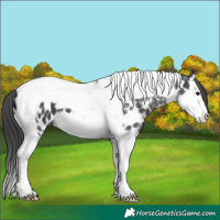 Horse Color:Black Ice Splash Tobiano Near Leopard