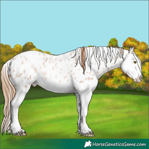Horse Color:Red Ice Roan Pearl Splash Appaloosa 
