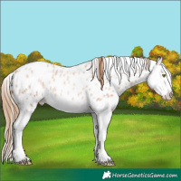 Horse Color:Red Ice Roan Pearl Splash Appaloosa 