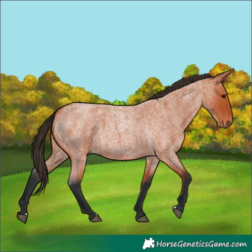 Horse Color:Unknown 