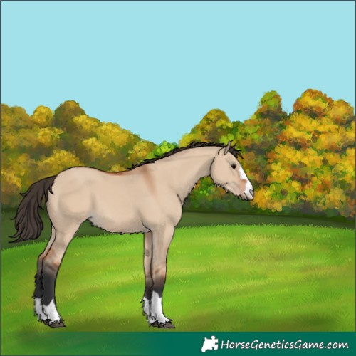Horse Color:Bay Dun 