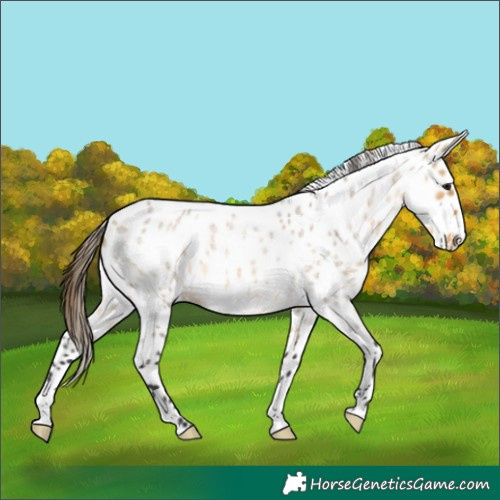 Horse Color:Buckskin Roan Dun Appaloosa 