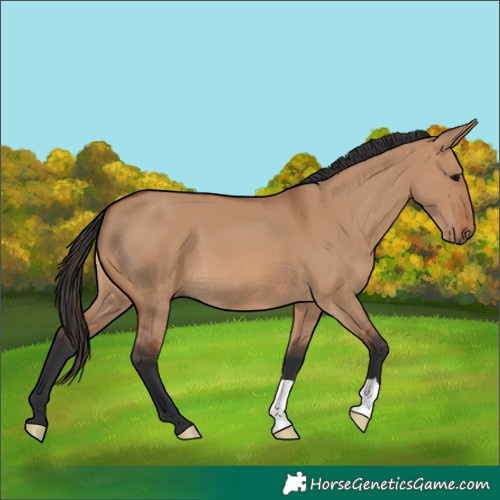 Horse Color:Bay Dun 