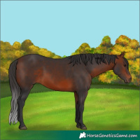 Horse Color:Bay 