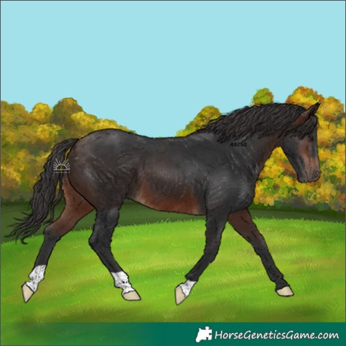 Horse Color:Brown