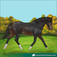 Horse Color:Brown 