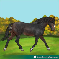 Horse Color:Brown 