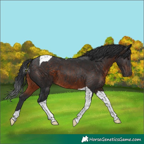 Horse Color:Brown Tobiano 