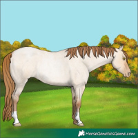 Horse Color:Bay Roan Pearl Dun Rabicano 