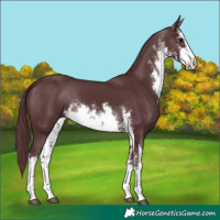 Horse Color:White Spotted Chocolate Black
