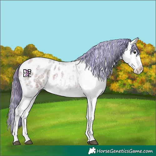 Horse Color:Painted White Spotted Bay Roan Blanket
