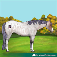 Horse Color:Painted White Spotted Bay Roan Appaloosa