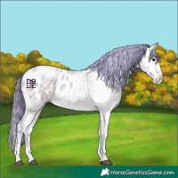 Horse Color:Painted White Spotted Bay Roan Appaloosa