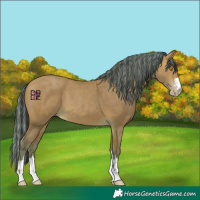 Horse Color:Painted Amber Champagne 