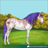 Horse Color:Platinum Painted White Spotted Gold Champagne Sabino Appaloosa 