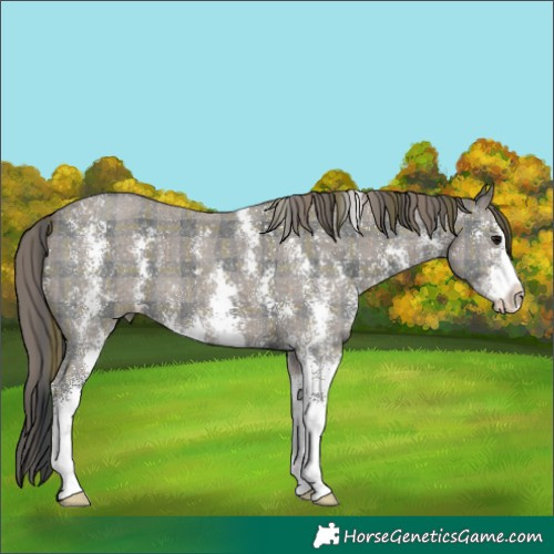 Horse Color:Plaid  Black Sabino 
