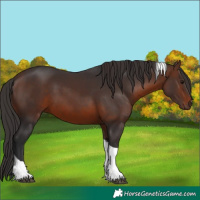 Horse Color:Brown Tobiano 