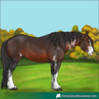 Horse Color:White Spotted Brown 