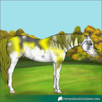 Horse Color:White Spotted Black