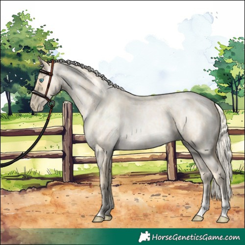 Horse Color:Palomino Roan Pearl and Palomino Roan Pearl