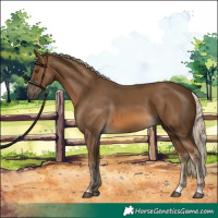 Horse Color:Chocolate Palomino 