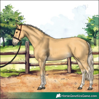 Horse Color:Palomino 