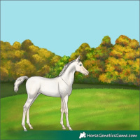 Horse Color:Palomino Roan Pearl  and Palomino Roan Pearl 