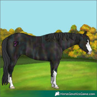 Horse Color:Midnight Grullo Ice