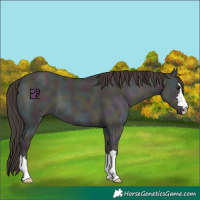 Horse Color:Midnight Classic Champagne Ice Onyx
