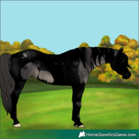 Horse Color:Void Smoky Black Splash Tobiano