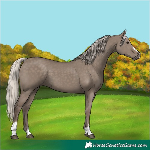 Horse Color:Silver Grullo 