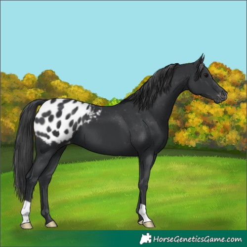 Horse Color:Black Appaloosa 