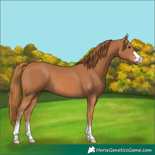 Horse Color:Chestnut 