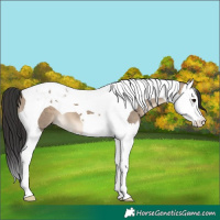 Horse Color:Brown Dun Splash Tobiano