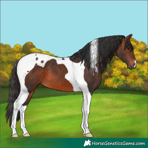 Horse Color:Brown Tobiano 