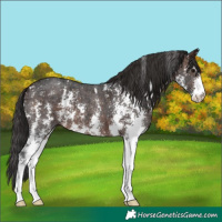 Horse Color:Brown Ice Sabino 