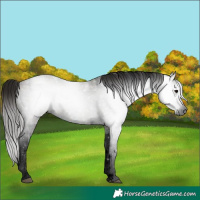 Horse Color:Gray Void White Spotted Midnight Bay Ice Dun Tobiano 
