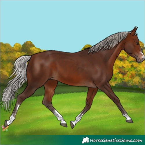 Horse Color:Silver Bay 
