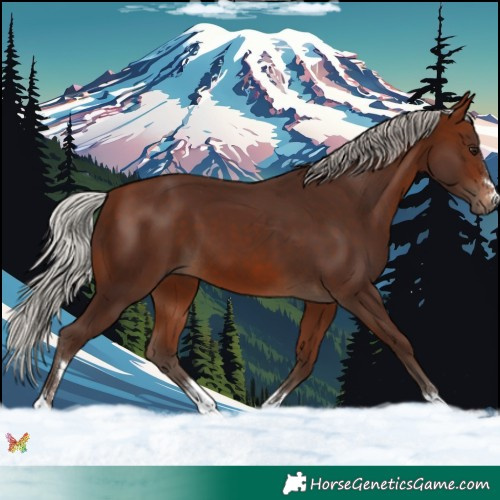 Horse Color:Silver Bay 